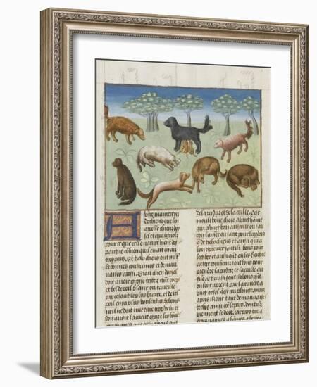 Le Livre de la chasse de Gaston Phébus : le chien d'oysel, chien d'arrêt-null-Framed Giclee Print