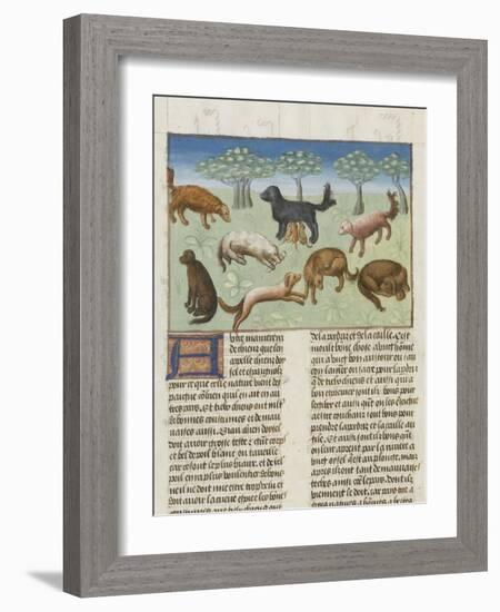 Le Livre de la chasse de Gaston Phébus : le chien d'oysel, chien d'arrêt-null-Framed Giclee Print