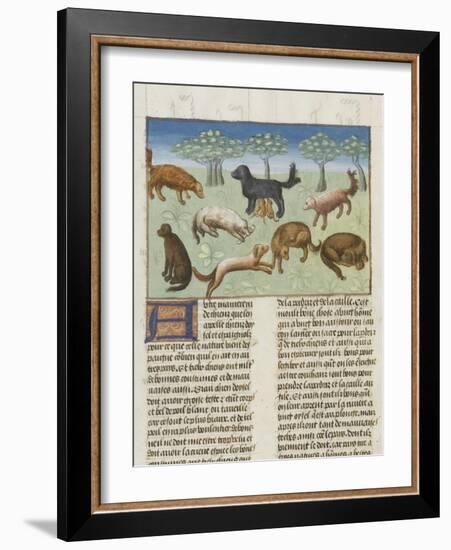 Le Livre de la chasse de Gaston Phébus : le chien d'oysel, chien d'arrêt-null-Framed Giclee Print