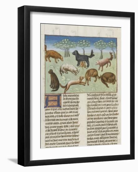 Le Livre de la chasse de Gaston Phébus : le chien d'oysel, chien d'arrêt-null-Framed Giclee Print