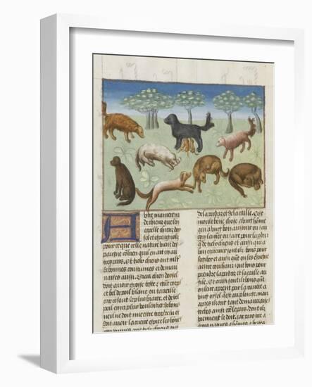 Le Livre de la chasse de Gaston Phébus : le chien d'oysel, chien d'arrêt-null-Framed Giclee Print