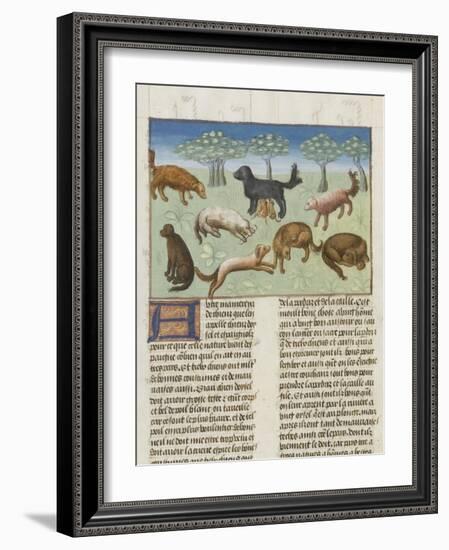 Le Livre de la chasse de Gaston Phébus : le chien d'oysel, chien d'arrêt-null-Framed Giclee Print