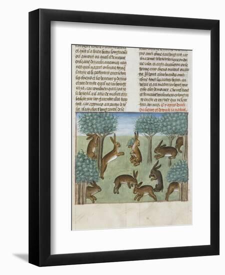 Le Livre de la chasse de Gaston Phébus : le lièvre et sa nature-null-Framed Giclee Print