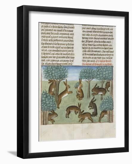 Le Livre de la chasse de Gaston Phébus : le lièvre et sa nature-null-Framed Giclee Print