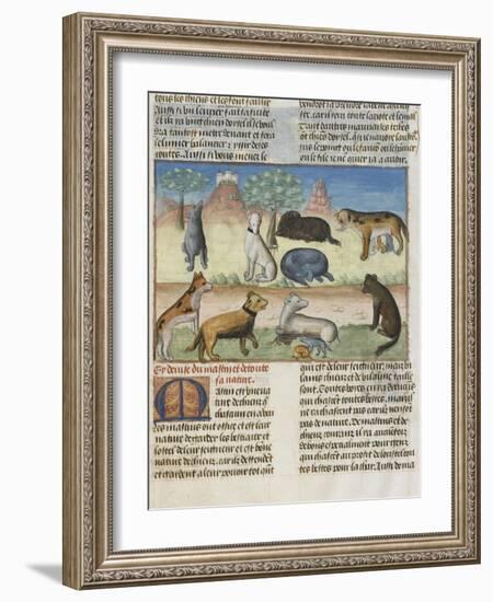 Le Livre de la chasse de Gaston Phébus : le mastiff ou mâtin, chien de garde-null-Framed Giclee Print