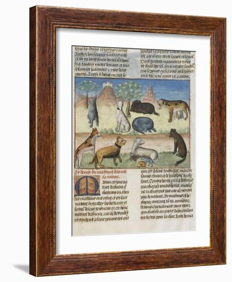 Le Livre de la chasse de Gaston Phébus : le mastiff ou mâtin, chien de garde-null-Framed Giclee Print