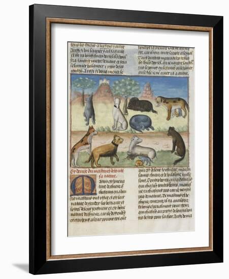 Le Livre de la chasse de Gaston Phébus : le mastiff ou mâtin, chien de garde-null-Framed Giclee Print