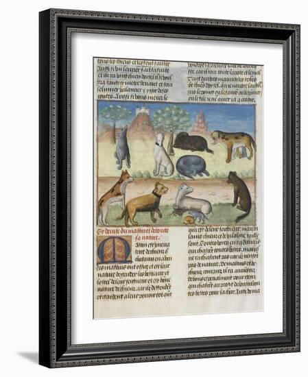 Le Livre de la chasse de Gaston Phébus : le mastiff ou mâtin, chien de garde-null-Framed Giclee Print