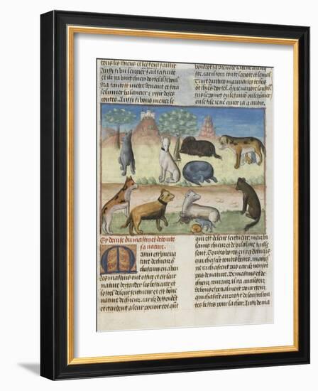 Le Livre de la chasse de Gaston Phébus : le mastiff ou mâtin, chien de garde-null-Framed Giclee Print