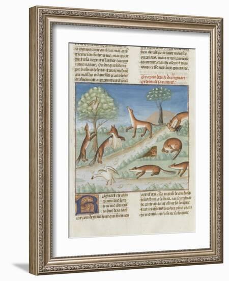 Le Livre de la chasse de Gaston Phébus : le renard et sa nature-null-Framed Giclee Print