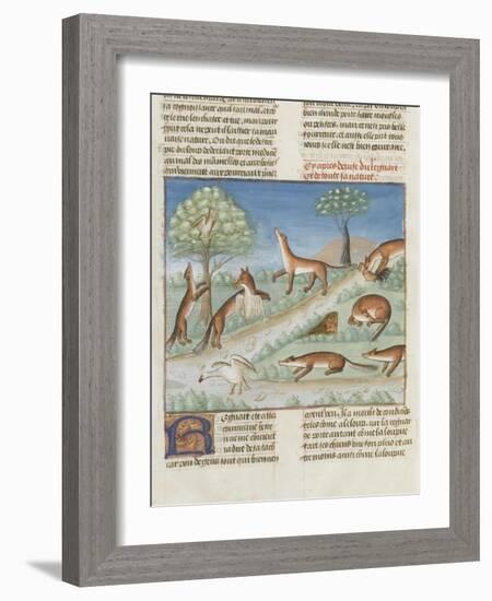 Le Livre de la chasse de Gaston Phébus : le renard et sa nature-null-Framed Giclee Print