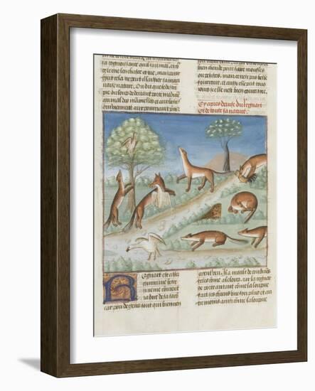 Le Livre de la chasse de Gaston Phébus : le renard et sa nature-null-Framed Giclee Print