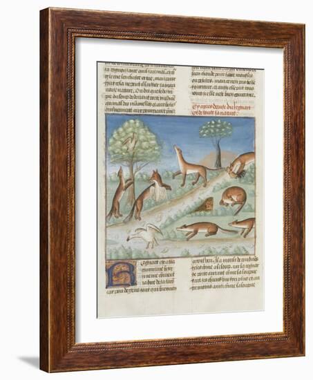 Le Livre de la chasse de Gaston Phébus : le renard et sa nature-null-Framed Giclee Print