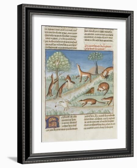 Le Livre de la chasse de Gaston Phébus : le renard et sa nature-null-Framed Giclee Print