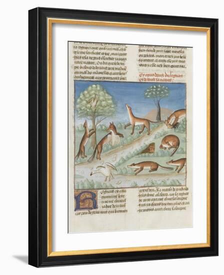 Le Livre de la chasse de Gaston Phébus : le renard et sa nature-null-Framed Giclee Print