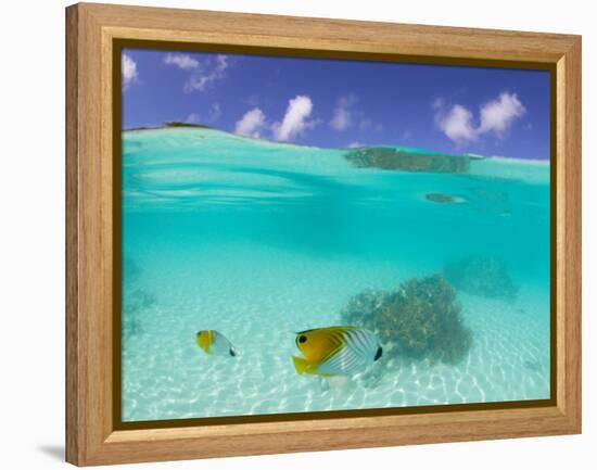 Le Maitai Dream Fakarava Resort, Fakarava, Tuamotus, French Polynesia-Michele Westmorland-Framed Premier Image Canvas