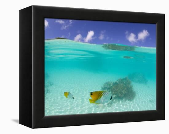 Le Maitai Dream Fakarava Resort, Fakarava, Tuamotus, French Polynesia-Michele Westmorland-Framed Premier Image Canvas