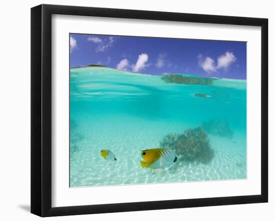 Le Maitai Dream Fakarava Resort, Fakarava, Tuamotus, French Polynesia-Michele Westmorland-Framed Photographic Print