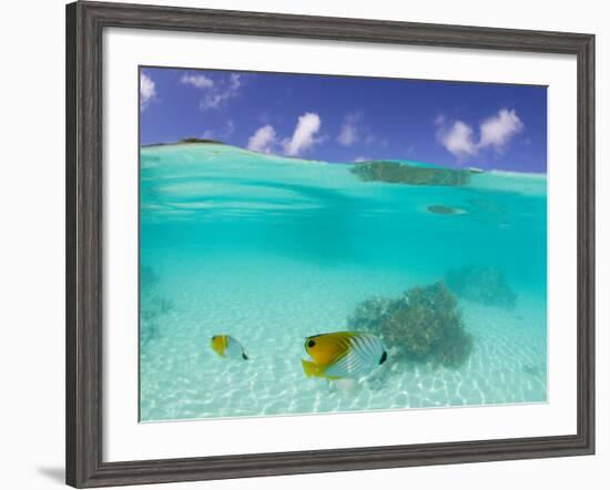 Le Maitai Dream Fakarava Resort, Fakarava, Tuamotus, French Polynesia-Michele Westmorland-Framed Photographic Print