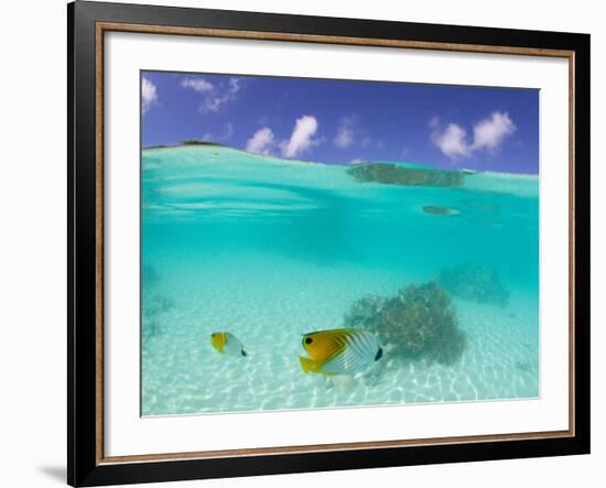 Le Maitai Dream Fakarava Resort, Fakarava, Tuamotus, French Polynesia-Michele Westmorland-Framed Photographic Print