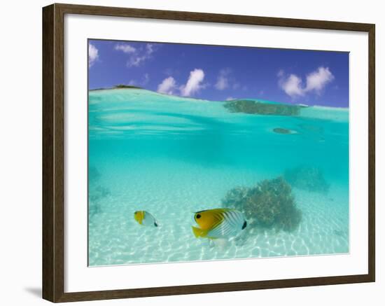 Le Maitai Dream Fakarava Resort, Fakarava, Tuamotus, French Polynesia-Michele Westmorland-Framed Photographic Print