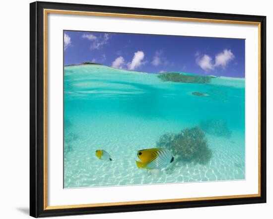 Le Maitai Dream Fakarava Resort, Fakarava, Tuamotus, French Polynesia-Michele Westmorland-Framed Photographic Print