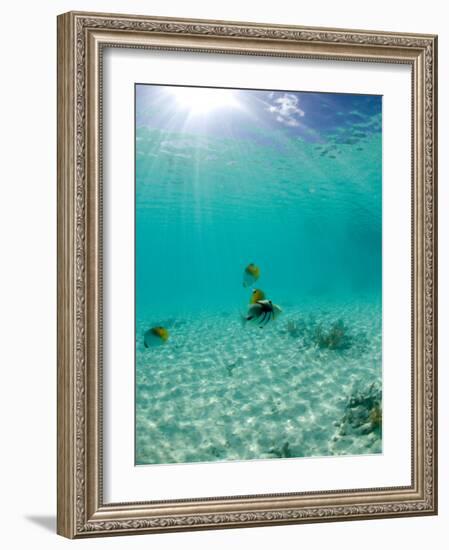 Le Maitai Dream Fakarava Resort, Fakarava, Tuamotus, French Polynesia-Michele Westmorland-Framed Photographic Print