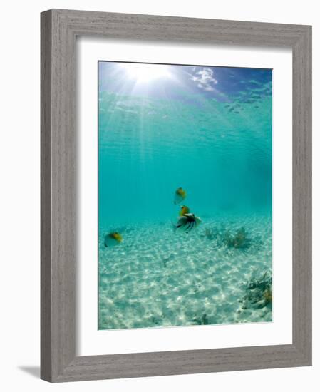 Le Maitai Dream Fakarava Resort, Fakarava, Tuamotus, French Polynesia-Michele Westmorland-Framed Photographic Print