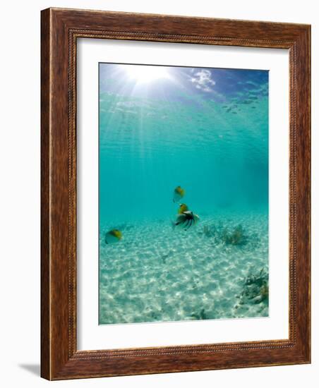 Le Maitai Dream Fakarava Resort, Fakarava, Tuamotus, French Polynesia-Michele Westmorland-Framed Photographic Print