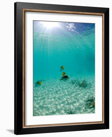 Le Maitai Dream Fakarava Resort, Fakarava, Tuamotus, French Polynesia-Michele Westmorland-Framed Photographic Print