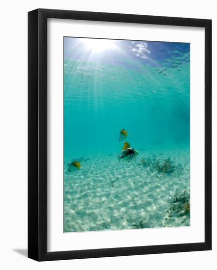 Le Maitai Dream Fakarava Resort, Fakarava, Tuamotus, French Polynesia-Michele Westmorland-Framed Photographic Print