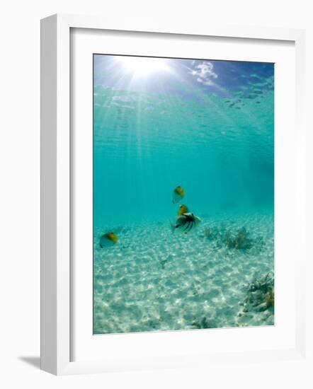 Le Maitai Dream Fakarava Resort, Fakarava, Tuamotus, French Polynesia-Michele Westmorland-Framed Photographic Print