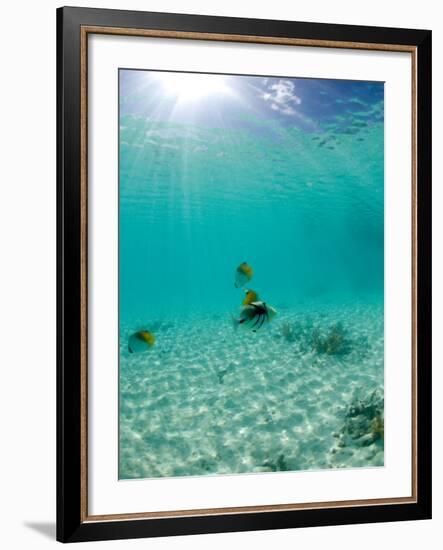 Le Maitai Dream Fakarava Resort, Fakarava, Tuamotus, French Polynesia-Michele Westmorland-Framed Photographic Print