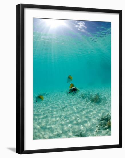 Le Maitai Dream Fakarava Resort, Fakarava, Tuamotus, French Polynesia-Michele Westmorland-Framed Photographic Print