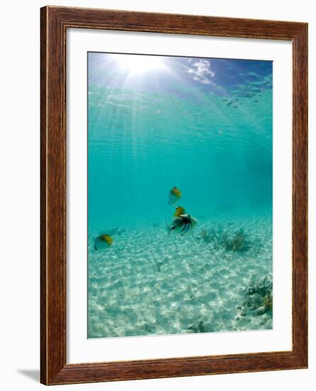 Le Maitai Dream Fakarava Resort, Fakarava, Tuamotus, French Polynesia-Michele Westmorland-Framed Photographic Print