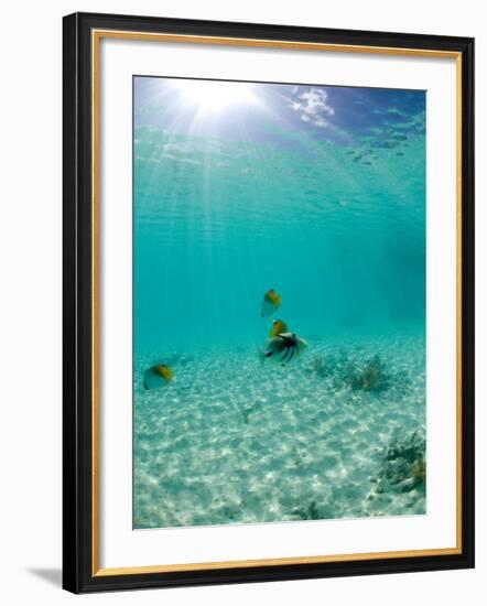 Le Maitai Dream Fakarava Resort, Fakarava, Tuamotus, French Polynesia-Michele Westmorland-Framed Photographic Print