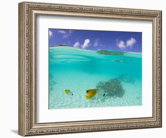 Le Maitai Dream Fakarava Resort, Fakarava, Tuamotus, French Polynesia-Michele Westmorland-Framed Photographic Print