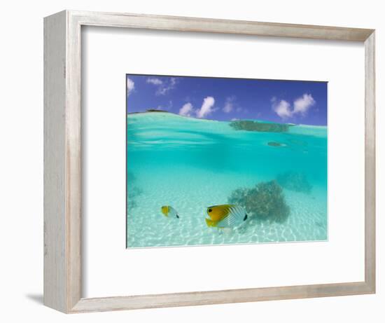 Le Maitai Dream Fakarava Resort, Fakarava, Tuamotus, French Polynesia-Michele Westmorland-Framed Photographic Print