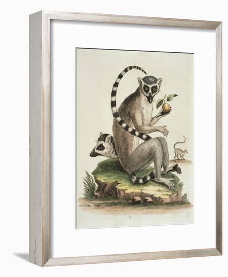 Le Maucuaco, c.1751-George Edwards-Framed Giclee Print