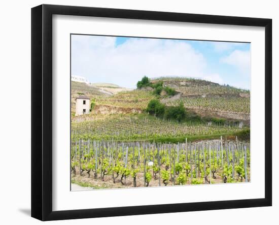 Le Pavillon Vineyard with Domaine M Chapoutier, Tain L'Hermitage, Drome, France-Per Karlsson-Framed Photographic Print