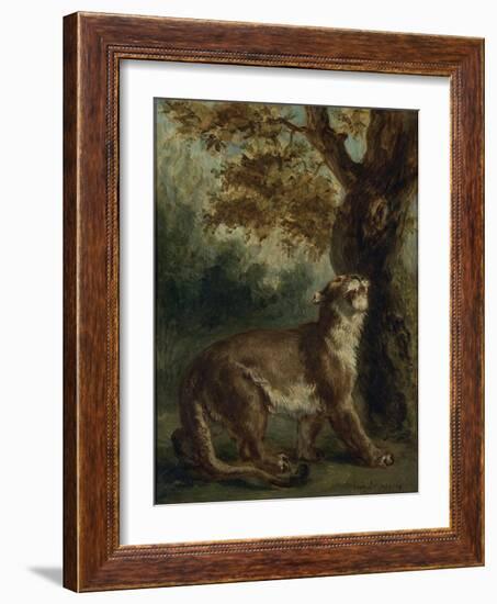 Le Puma, dit aussi Lionne guettant une proie-Eugene Delacroix-Framed Giclee Print