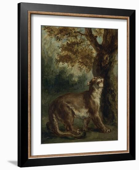 Le Puma, dit aussi Lionne guettant une proie-Eugene Delacroix-Framed Giclee Print