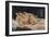 Le Sommeil, 1866-Gustave Courbet-Framed Giclee Print