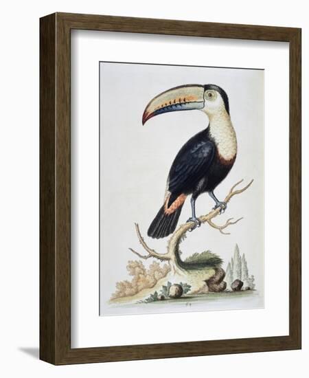 Le Toucan, c.1751-George Edwards-Framed Giclee Print