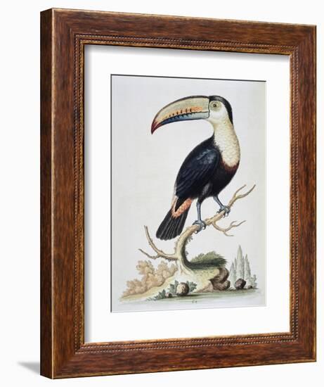 Le Toucan, c.1751-George Edwards-Framed Giclee Print
