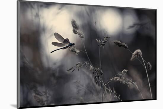 Le Vent L'Emportera-Fabien Bravin-Mounted Photographic Print