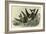 Leach's Petrel - Forked Tail Petrel-John James Audubon-Framed Art Print