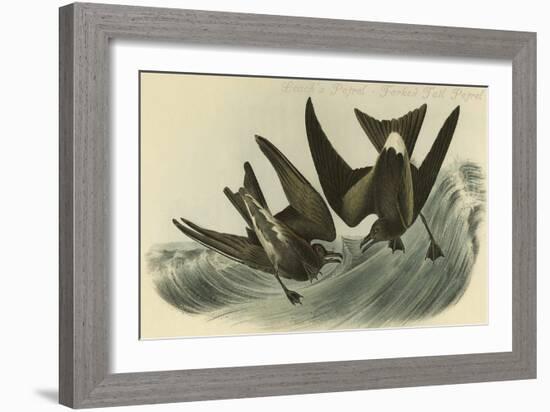 Leach's Petrel - Forked Tail Petrel-John James Audubon-Framed Art Print