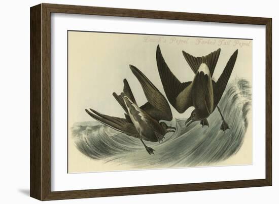 Leach's Petrel - Forked Tail Petrel-John James Audubon-Framed Art Print