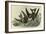 Leach's Petrel - Forked Tail Petrel-John James Audubon-Framed Art Print